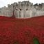 Poppy's picture