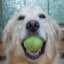 TimberDog's picture