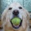 TimberDog's picture