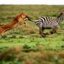virtualzebra's picture