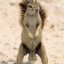SquirrelNutz's picture