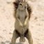 SquirrelNutz's picture