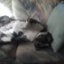 Rhino98's picture