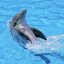 DolphinBalls76's picture