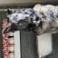 Leathernecks's picture