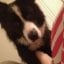 Badgoat1's picture