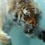 AlphaTiger2011's picture