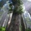 Big Timber's picture