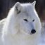 Wolffe's picture