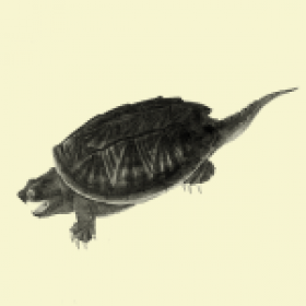 WildTurtle's picture