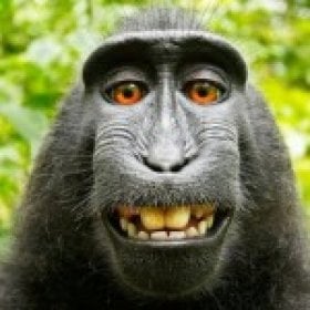 juicemonkey01's picture