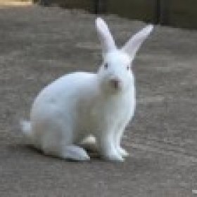 White Rabbit's picture