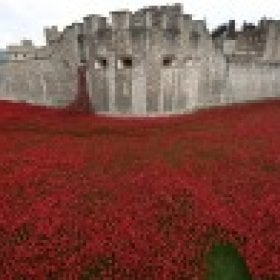 Poppy's picture