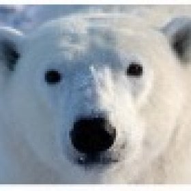 PolarBear's picture