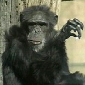 Thon's picture