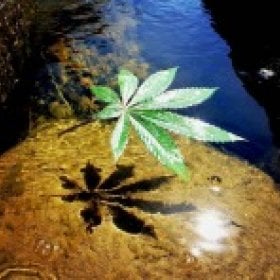 Drgreenthumb's picture