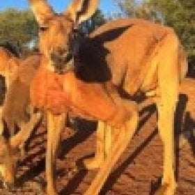 Kangarooman1's picture