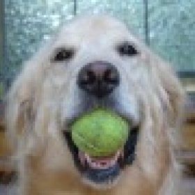 TimberDog's picture