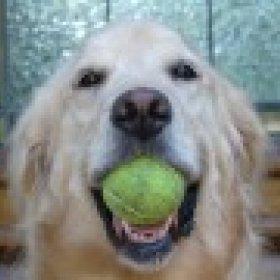 TimberDog's picture