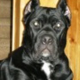 canecorso2012's picture