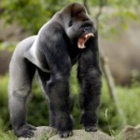 TestApe's picture