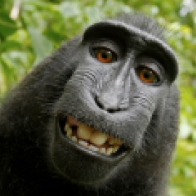 Monkeybig's picture