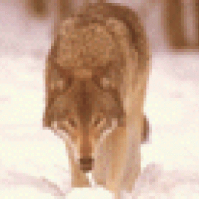 axismundi's picture