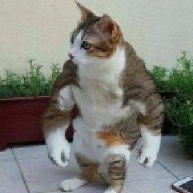 Whiskas's picture