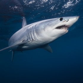 MakoShark's picture