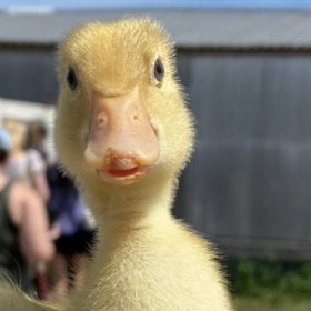 EliteDucky's picture