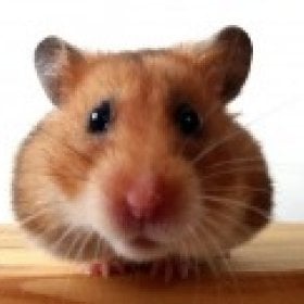 RuseMilison's picture