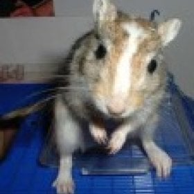 Gerbil's picture