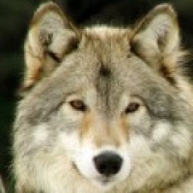 lonewolf's picture