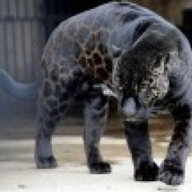 jamaicanmixy's picture