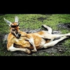 wildaussie's picture