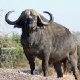 kstock1's picture