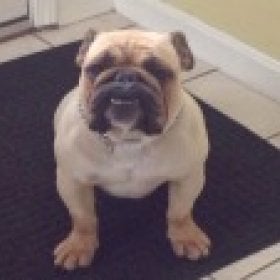 bulldog3117's picture
