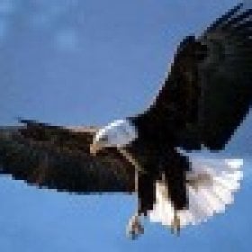 EagleOne's picture