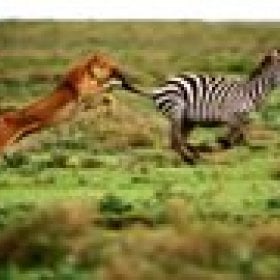 virtualzebra's picture