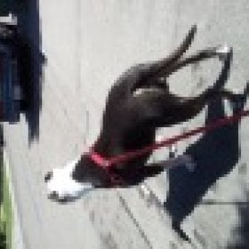 14demon209's picture