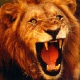 LionKing's picture