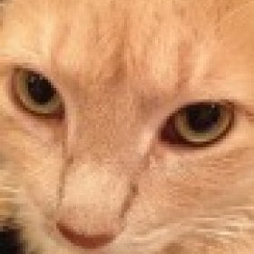 frescathecat's picture