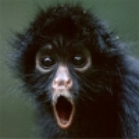 csaw's picture