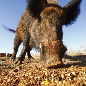 Cornfeed's picture