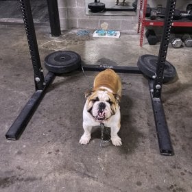 BulldogB's picture