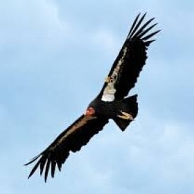 Condor's picture