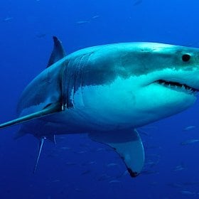 Bigshark's picture