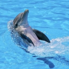 DolphinBalls76's picture