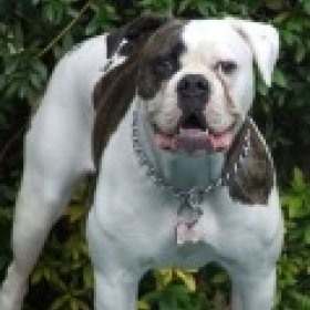 BULLDOG's picture