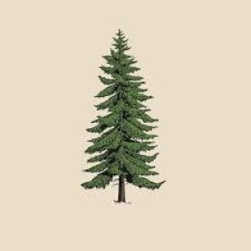 Pine Tree's picture